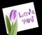 Violet tulip on white paper note love you. Isolated on black background.