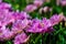 Violet tulips close up in Holland gardens , spring time flowers