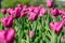 Violet tulips flowering in the garden