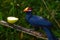 Violet turaco, also called violaceous plantain eater, or scientific name Musophaga violacea