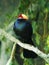 The violet turaco, also known as the violaceous plantain eater