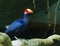 The violet turaco, also known as the violaceous plantain eater