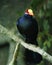 Violet turaco bird, also known as the violaceous plantain eater