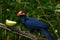 Violet turaco eating a juicy guava fruit, scientific name Musophaga violacea