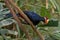 Violet Turaco (Musophaga violacea)