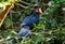 Violet Turaco (Musophaga violacea)