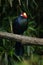 Violet turaco Musophaga violacea