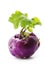 Violet turnip with green top