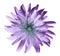 Violet-turquoise flower dandelion, garden flower, white isolated background with clipping path. Closeup. no shadows.