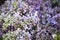 Violet unblown lilac as a background