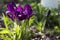 Violet undersized irises blossom in the garden against the background