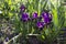 Violet undersized irises blossom in the garden against the background of other flowers