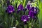 Violet undersized irises blossom in the garden against the background of other flowers