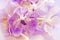 Violet vanda orchid in blur background