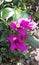 violet veranera colombiana