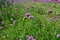 Violet verbena flowers in the garden