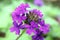 Violet Verbena Hybrid Cluster