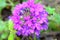 Violet Verbena Hybrid Cluster