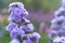 Violet Verbena and hybrida flower receives winter sunshine