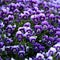 Violet Viola Flowers