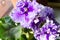 Violet. The violet is blue. Gentle curly violet. Close-up of violet.
