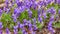 Violet violets flowers bloom in the spring forest