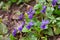 Violet violets flowers bloom in spring forest. Viola odorata