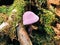 A violet webcap fungus growing inside Mount Willard Trail