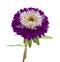 Violet-white aster isolated
