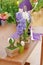 Violet and white beautiful hyacinth flowers in metal and wooden flower pots stand on a counter