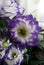 Violet with white Eustoma Lisianthus. white petals with violet borders. Bouquet with a holiday