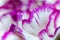 Violet and white flower, abstract petals macro