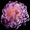 Violet-white flower chrysanthemum. Motley garden flower. black isolated background with clipping path no shadows. Closeup.