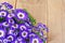 Violet and white flowers over wooden background