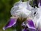 Violet and white iris close-up with large delicate and soft petals