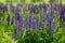 Violet-white lupines.