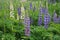 Violet and white lupines on a green meadow