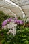 Violet & white orchid in tropical garden in glasshouse in daytime for love, passion, relaxation, travel, agritourism, agrotourism