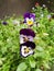 Violet, white pansies in a green garden. Pansy with a drop of water.