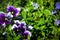 Violet and white pansies on green leafy background