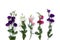 Violet, white, pink flowers Eustoma  Texas bluebells, bluebell, lisianthus, prairie gentian  on a white background. Top view,