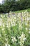 Violet white steppe sage, Salvia nemorosa, flower sage, sage,