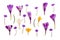 Violet, white, yellow crocuses Crocus vernus and violet flowers hepatica  liverleaf or liverwort  on a white background.
