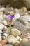 Violet wild crocus in spring