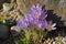 Violet wild crocus in spring