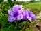 Violet Wild Flower on Random Fields