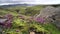 Violet wild Flowers with blurred mountain with Glacier. Iceland, Fimmvorduhals