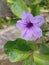 Violet wild petunia purple flower green leaf