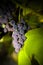 Violet wine grapes