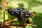 Violet wine grapes